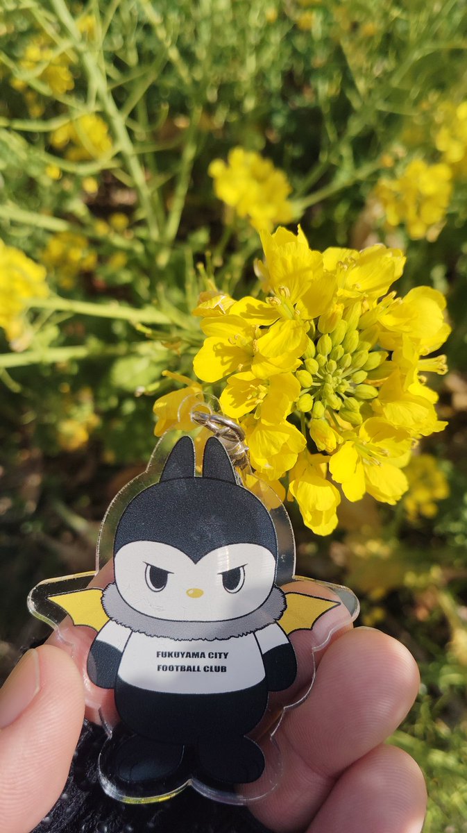 菜の花の間近で撮影された福山シティFCのマスコットキーホルダーと黄色い花のクローズアップ。自然光が花びらを照らし、鮮やかな黄色が強調された春らしい一枚