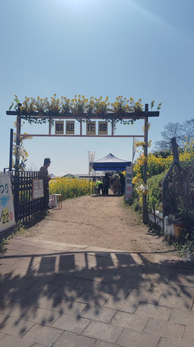 田尻町菜の花畑の入り口ゲート「歓迎花畑」。花飾りで彩られ、道の先にはテントと人々が映る賑わいのある様子。青空と日差しが春のイベント感を強調