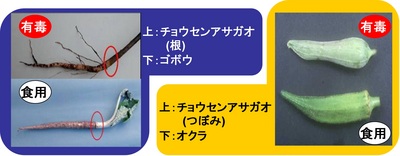 福山市の有毒植物注意喚起ページで公開されている資料画像（例示植物の見分け情報）