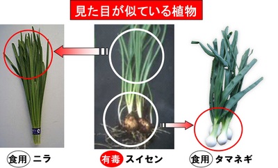 福山市の有毒植物食中毒注意ページで公開される症例・解説資料画像