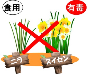 福山市公開ページの有毒植物注意喚起資料画像（予防行動の周知）