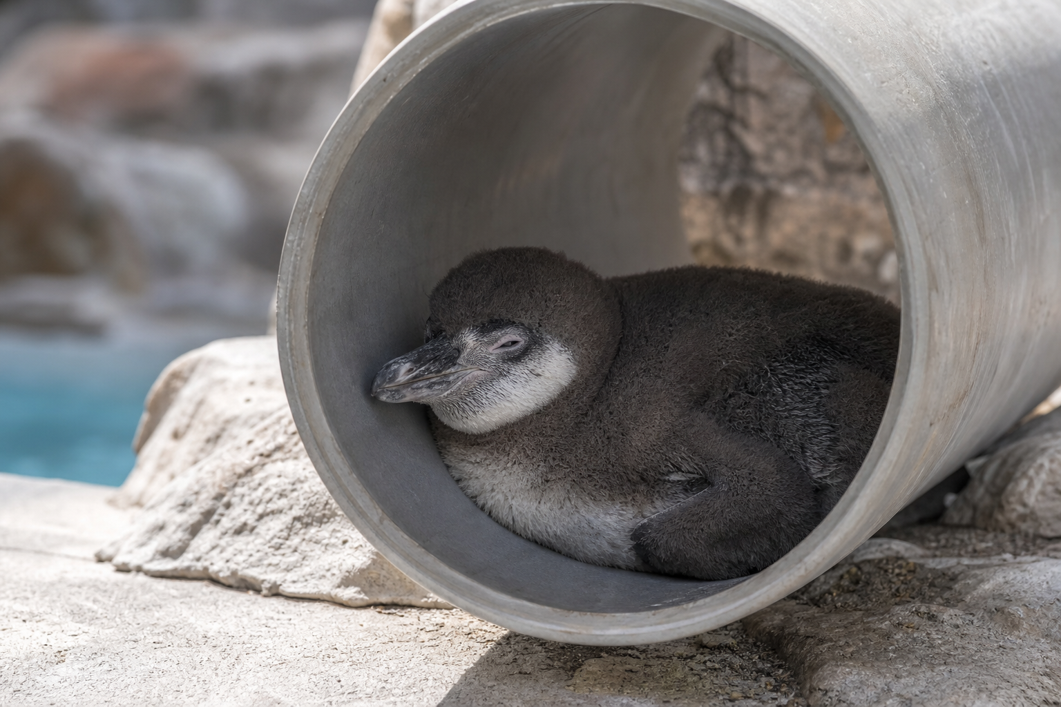 福山市立動物園のペンギン展示をイメージした編集用イメージ図。幼いペンギンがパイプ状の寝床で休む様子を、実写と誤認されないようイラスト寄りの質感で表現している。