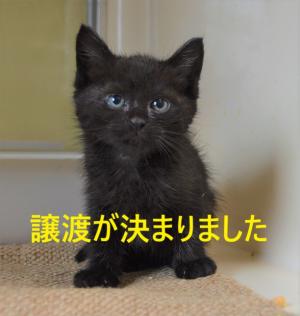 福山市動物愛護センターが公開する猫の里親募集ページに掲載された写真の一つ。施設や猫の状況に関する市公式の掲載画像
