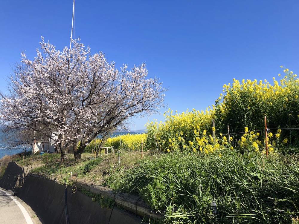 田尻の丘陵に広がるあんずの花の風景。公式サイト掲載の写真。