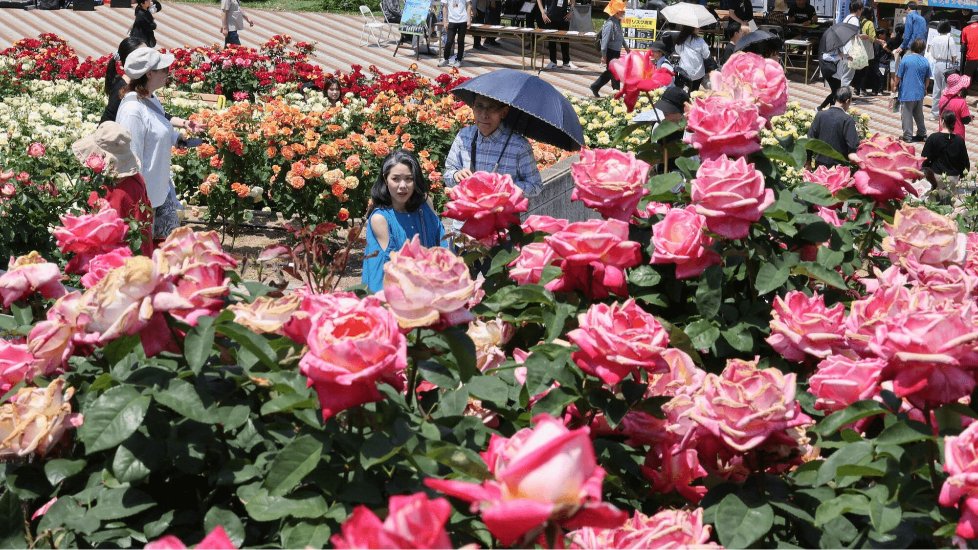 2026年5月16日開幕日の福山ばら祭会場。色とりどりのバラが来場者を迎える様子を伝える中国新聞デジタルの写真。