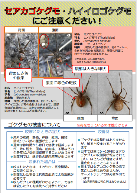 環境省が公開しているゴケグモ注意喚起資料（表面）。発見時の扱い方や基本的な注意点を示す公式資料画像です。