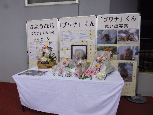 福山市立動物園公式サイトの飼育員ブログ（ライオンカテゴリ）に紐づくアーカイブ画像の一例。掲載年は画像ファイル名から2018年と読み取れ、最新の展示と同一とは限りません。