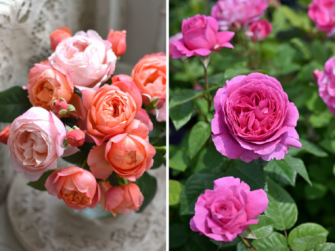 Rose Expo 会場内催しの公式案内（New Rosesコーナー等）