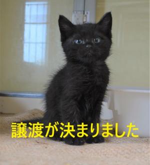 猫里親募集ページに掲載された別写真。市が里親制度の説明に用いる公式掲載画像の一例