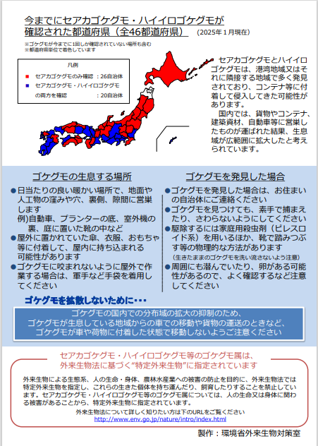 環境省が公開しているゴケグモ注意喚起資料（裏面）。咬傷時の対応や自治体連絡の要点を確認するための公式資料画像です。