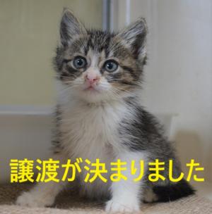 猫里親募集ページに掲載された市公式写真。個体紹介の有無はページ本文の文言で確認が必要